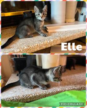 Elle -  Domestic Short Hair Cat for Adoption in Newberg, Oregon - Elle | PetCurious