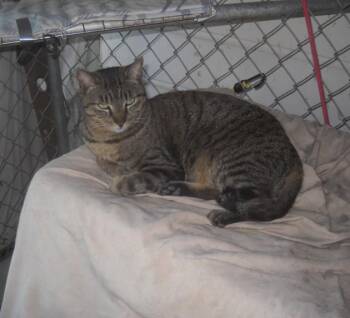 Rescue Tabby Cats for Adoption in Oakhurst, California - Ali | PetCurious