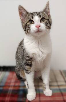 Rescue Domestic Short Hair Cats for Adoption in Belmont, New York - Tinsel | PetCurious