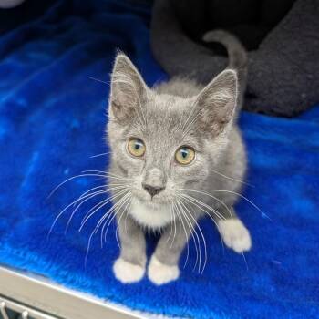 Leo -  Domestic Short Hair Cat for Adoption in Detroit Lakes, Minnesota - Leo | PetCurious