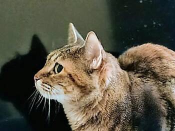 Domestic Short Hair Cats Available for Adoption in Brentwood, Missouri - SADIE | PetCurious