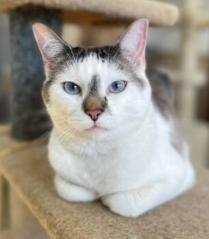 Domestic Short Hair Cats Available for Adoption in Neillsville, Wisconsin - Smokey | PetCurious
