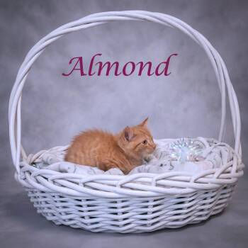 Almond C26-200 -  Domestic Short Hair Cat for Adoption in Lebanon, Tennessee - Almond C26-200 | PetCurious