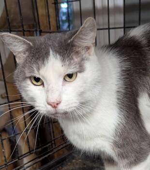 Sam Elliott -  Domestic Short Hair Cat for Adoption in Farmland, Indiana - Sam Elliott | PetCurious