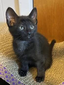 LuLu -  Domestic Short Hair Cat Available for Adoption - LuLu | PetCurious