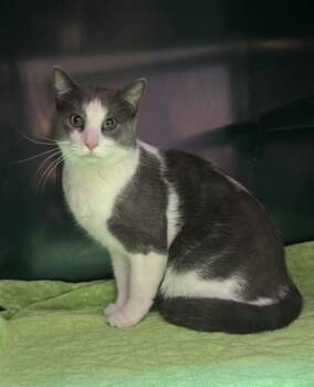 Giovanni -  Domestic Short Hair Cat for Adoption in El Paso, Texas - Giovanni | PetCurious