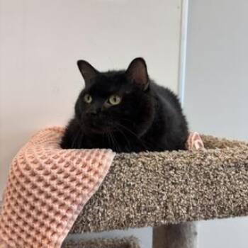 Falafel -  Domestic Short Hair Cat for Adoption in Janesville, Wisconsin - Falafel | PetCurious