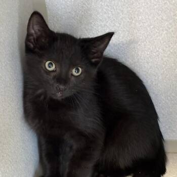 Coca-Cola -  Domestic Short Hair Cat for Adoption in Davenport, Iowa - Coca-Cola | PetCurious