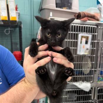 Pocus -  Domestic Short Hair Cat for Adoption in Port Charlotte, Florida - Pocus | PetCurious