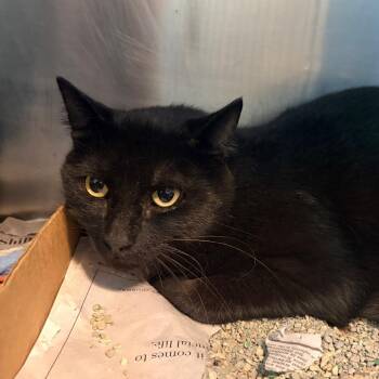 Peter Parker -  Domestic Short Hair Cat for Adoption in Belleville, Illinois - Peter Parker | PetCurious