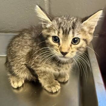 Greg -  Domestic Short Hair Cat for Adoption in Tuscaloosa, Alabama - Greg | PetCurious