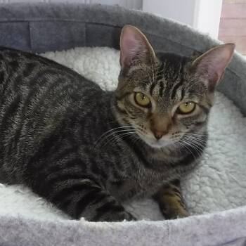 Tabby Cats Available for Adoption in Hoquiam, Washington - Phantom - Quiet And Loving | PetCurious
