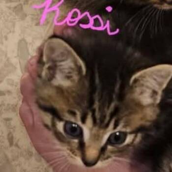 Rossi - In Frederick, MD -  Domestic Short Hair Cat for Adoption - Rossi - In Frederick, MD | PetCurious