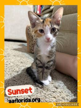 Sunset -  Calico and Domestic Short Hair Cat for Adoption in Pensacola, Florida - Sunset | PetCurious