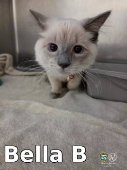 Bella B -  Siamese Cat Available for Adoption in Rocky Mount, North Carolina - Bella B | PetCurious
