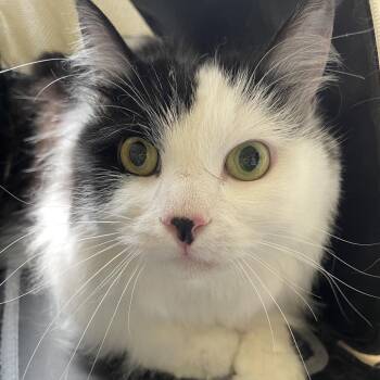 Max -  Domestic Long Hair Cat for Adoption in Pasadena, California - Max | PetCurious