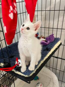 Vespero BR14546-T -  Domestic Short Hair Cat for Adoption in Missouri City, Texas - Vespero BR14546-T | PetCurious