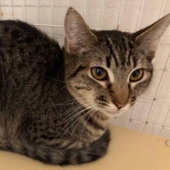 Tabby Cats Available for Adoption in Lompoc, California - Earl | PetCurious