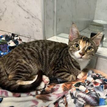 Pam -  Domestic Short Hair Cat for Adoption in Woodinville, Washington - Pam | PetCurious