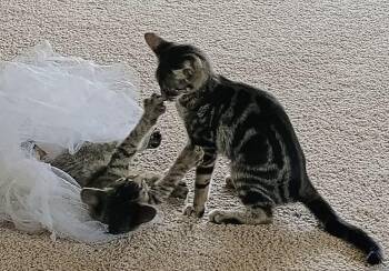 Rescue Tabby Cats for Adoption in Southern Pines, North Carolina - Agate | PetCurious