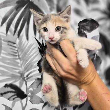 Domestic Short Hair Cats Available for Adoption in Wahiawa, Hawaii - Pearl | PetCurious