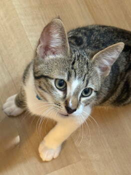 Rescue Domestic Short Hair Cats for Adoption in Walnut Creek, California - Chandler | PetCurious