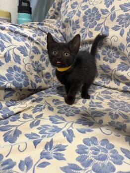 Whimsy -  Domestic Short Hair Cat for Adoption in Lovingston, Virginia - Whimsy | PetCurious