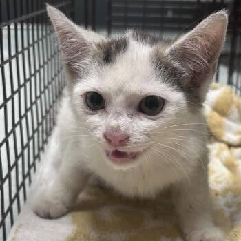 MarshMellow -  Domestic Short Hair Cat for Adoption in Philadelphia, Pennsylvania - MarshMellow | PetCurious