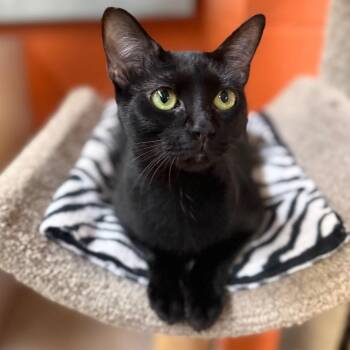 Ash -  Domestic Short Hair Cat for Adoption in Sarasota, Florida - Ash | PetCurious