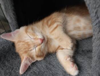 Domestic Short Hair Cats Available for Adoption in South Bend, Indiana - Kingsbury * IN FOSTER * | PetCurious