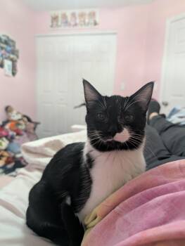 Cookies N Cream -  Domestic Short Hair Cat Available for Adoption in Huntley, Illinois - Cookies N Cream | PetCurious