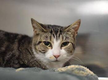 Sweetie -  Domestic Short Hair Cat for Adoption in Portland, Oregon - Sweetie | PetCurious