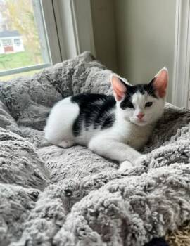 Domestic Short Hair Cats Available for Adoption in Philadelphia, Pennsylvania - OPAL | PetCurious