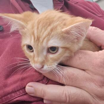 Milo -  Domestic Short Hair Cat for Adoption in Granby, Missouri - Milo | PetCurious