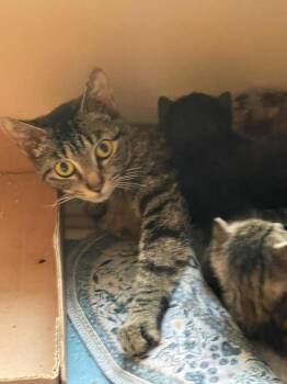 Tabby Cats Available for Adoption in Flint Hill, Virginia - Tigga | PetCurious