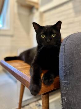 Rescue Domestic Short Hair Cats for Adoption in Suffolk, Virginia - Tadpole | PetCurious