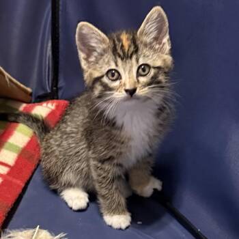 Domestic Medium Hair Cats Available for Adoption in Lewisville, Texas - Piper (RW#7) | PetCurious