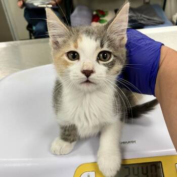 110531 -  Domestic Short Hair Cat for Adoption in Las Cruces, New Mexico - 110531 | PetCurious