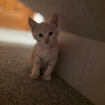 Pineapple -  Domestic Medium Hair Cat for Adoption in Chicago, Illinois - Pineapple | PetCurious