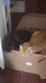 BOB -  Domestic Short Hair Cat for Adoption in Long Beach, California - BOB | PetCurious