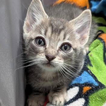 Domestic Long Hair Cats Available for Adoption in Buchanan Dam, Texas - Ash | PetCurious