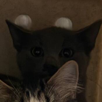 Cinnamon -  Domestic Short Hair Cat for Adoption in Cedaredge, Colorado - Cinnamon | PetCurious