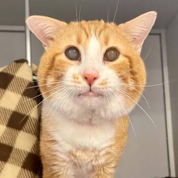 Jester -  Domestic Short Hair Cat Available for Adoption in Moundsville, West Virginia - Jester | PetCurious