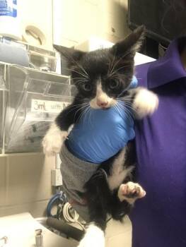 A432348 -  Domestic Short Hair Cat for Adoption in Conroe, Texas - A432348 | PetCurious