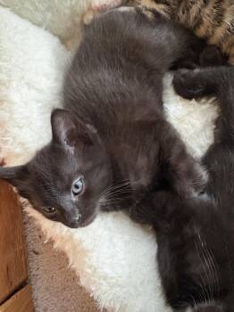 Domestic Short Hair Cats Available for Adoption in Herndon, Virginia - Cedar | PetCurious