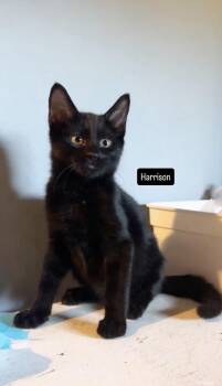 Harrison -  Domestic Short Hair Cat for Adoption in Gardena, California - Harrison | PetCurious