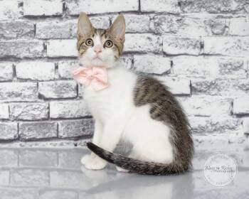 Trixie -  Domestic Short Hair and Tabby Cat for Adoption in Tuscaloosa, Alabama - Trixie | PetCurious
