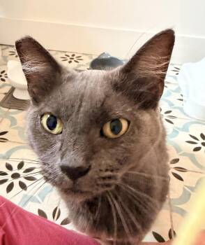 Calypso -  Russian Blue and Domestic Medium Hair Cat for Adoption in Inglewood, California - Calypso | PetCurious