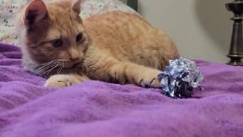 Rescue Domestic Short Hair Cats for Adoption in Arlington, Washington - Snickers | PetCurious