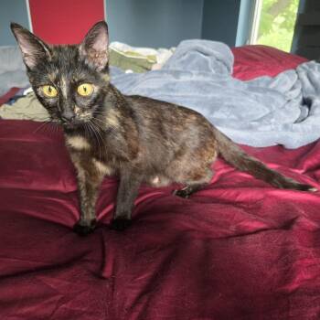 Domestic Short Hair Cats Available for Adoption in Austin, Texas - Plant Lady | PetCurious
